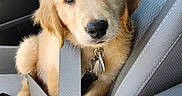Sumo is registered to the contest to win money with this photo: adorable, animal, canine, car_seat, companion, cute, dog, domestic_animal, furry, golden_retriever, indoor, looking_at_camera, pet, puppy, restraint, safety, seatbelt, travel, vehicle, young