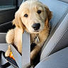 Sumo is registered to the contest to win money with this photo: adorable, animal, canine, car_seat, companion, cute, dog, domestic_animal, furry, golden_retriever, indoor, looking_at_camera, pet, puppy, restraint, safety, seatbelt, travel, vehicle, young