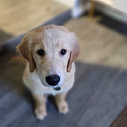 Sumo joined the competition — help win amazing prizes! adorable, animal, brown_eyes, canine, companion, cute, dog, domestic_animal, floor, fur, golden_retriever, home, indoor, looking_up, pet, portrait, puppy, rug, sitting, young
