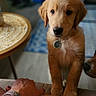 Sumo is registered to the contest to win money with this photo: animal, blue_rug, closeup, companion, couch, cozy, curious, dog, domestic, floor, golden_retriever, human_hand, human_leg, indoor, mosaic_table, pet_tag, puppy, sniffing_dog, table, young_dog