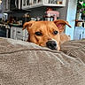 Clementine joined the competition — help win amazing prizes! dog, brown_dog, couch, indoor, kitchen, appliances, cabinet, countertop, home, pet, animal, relaxed, face, ears, snout, furniture, cozy, domestic, curious, resting