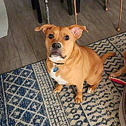 Clementine is registered to the contest to win money with this photo: dog, indoor, carpet, brown_dog, pet, floor, chair, wooden_floor, looking_up, animal, ears_up, collar, tag, sitting, patterned_rug, domestic_animal, home, flooring, furniture, cute