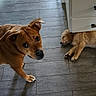 animal, brown_dog, cabinet, canine, companion, curious, cute, dog, domestic_animal, floor, furniture, home, indoor, pet, puppy, relaxed, resting, sleeping, two_dogs, wooden_floor