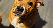 Clementine is registered to the contest to win money with this photo: adorable, animal, brown_dog, canine, close_up, collar, companion, curious, cute, dog, domestic_animal, ears, floor, fur, indoor, looking_up, pet, portrait, shadow, wooden_floor
