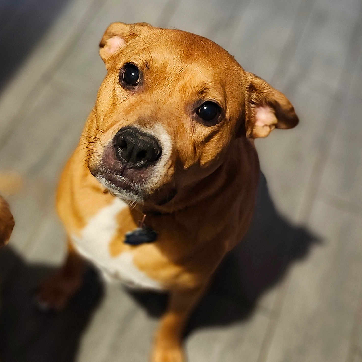 Clementine