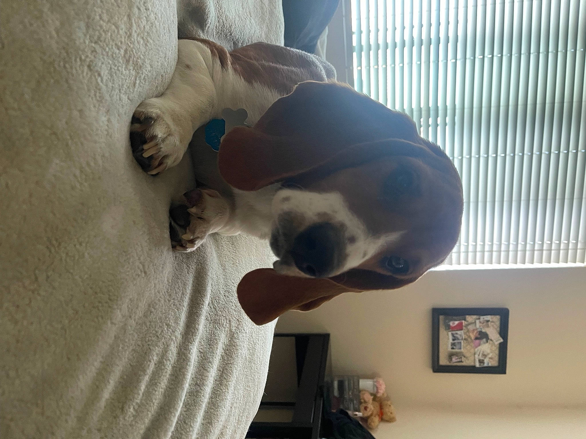 Wilson is registered to the contest to win money with this photo: bookcase, canidae, carnivore, comfort, companion_dog, dog, dog_breed, ear, fawn, non_sporting_group, pet_supply, picture_frame, room, snout, sporting_group, tail, window, window_blind, wood, working_animal