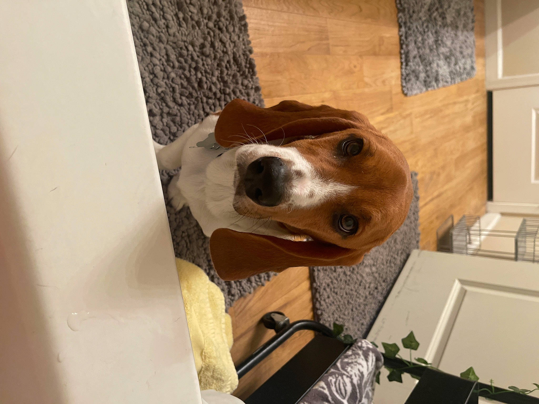 Wilson joined the competition — help win amazing prizes! bag, basset_hound, carnivore, collar, companion_dog, dog, dog_breed, dog_supply, fawn, flooring, fur, hardwood, room, scent_hound, sporting_group, wall_plate, whiskers, window, wood, working_animal