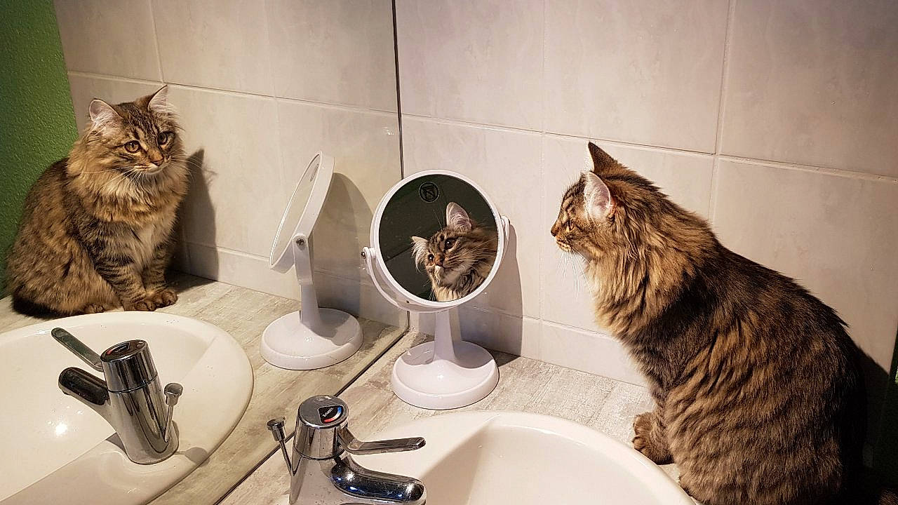 Olympe participe au concours pour gagner de l'argent avec cette photo : american_shorthair, bathroom, carnivore, cat, domestic_short_haired_cat, dragon_li, european_shorthair, felidae, kitten, maine_coon, norwegian_forest_cat, ocicat, pixie_bob, plumbing_fixture, siberian, sink, small_to_medium_sized_cats, tabby_cat, whiskers, wild_cat