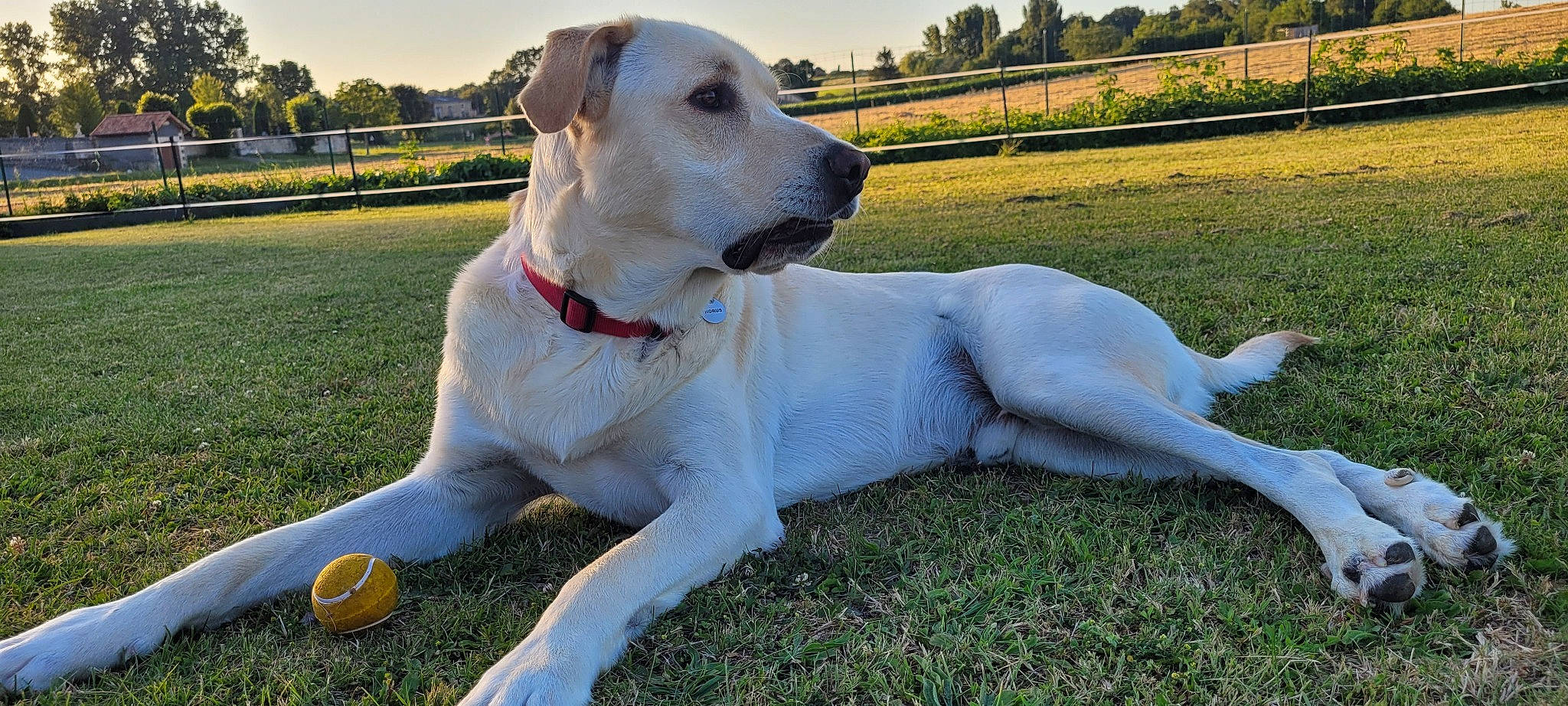 Horus a rejoint le concours — aidez-le/la à gagner de superbes lots ! canidae, carnivore, cloud, collar, companion_dog, dog, dog_breed, dog_collar, fawn, fence, grass, pet_supply, plant, sky, snout, sporting_group, tail, tree, whiskers, working_animal