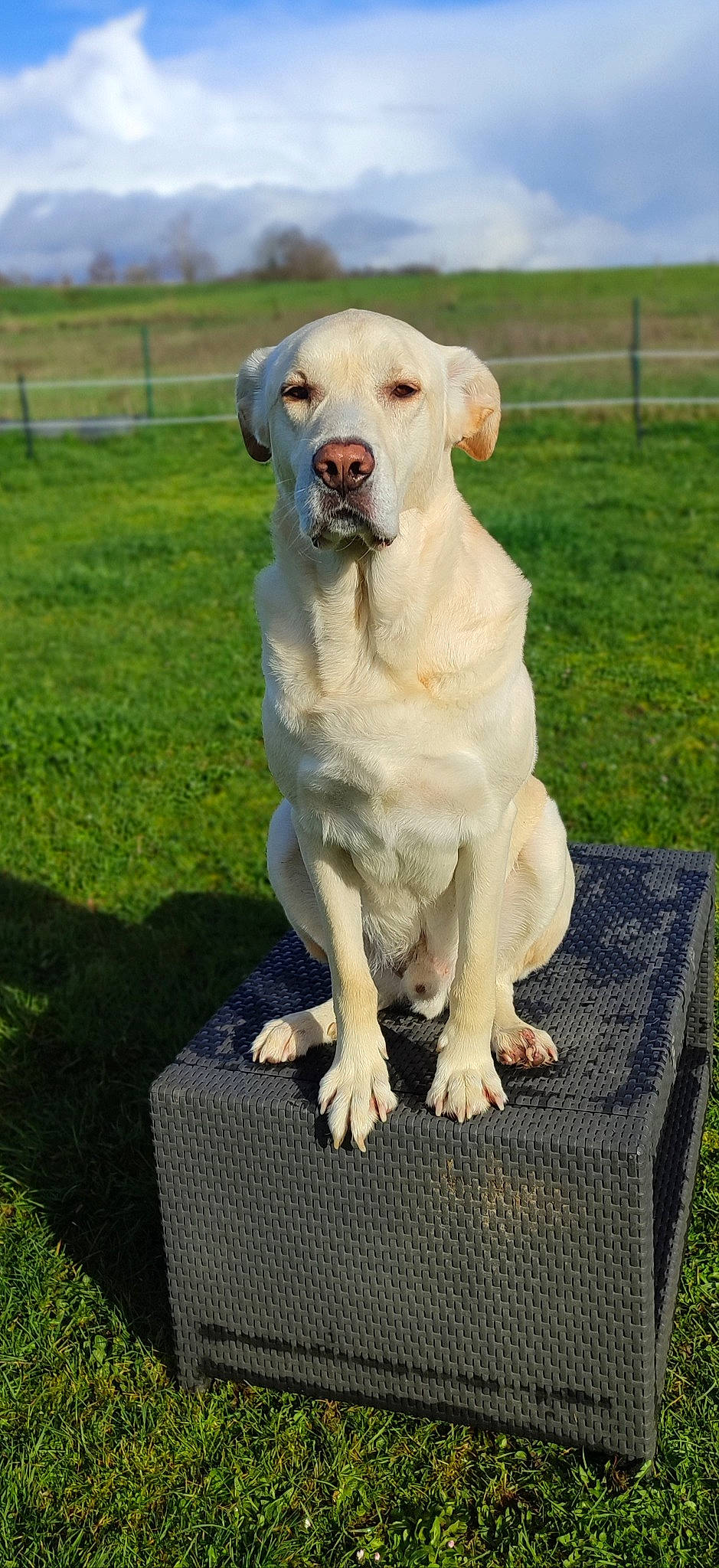 Horus a rejoint le concours — aidez-le/la à gagner de superbes lots ! carnivore, collar, companion_dog, dog, dog_breed, dog_collar, dog_supply, fawn, fence, grass, gun_dog, labrador_retriever, pet_supply, plant, sky, sporting_group, tail, tree, working_animal, working_dog