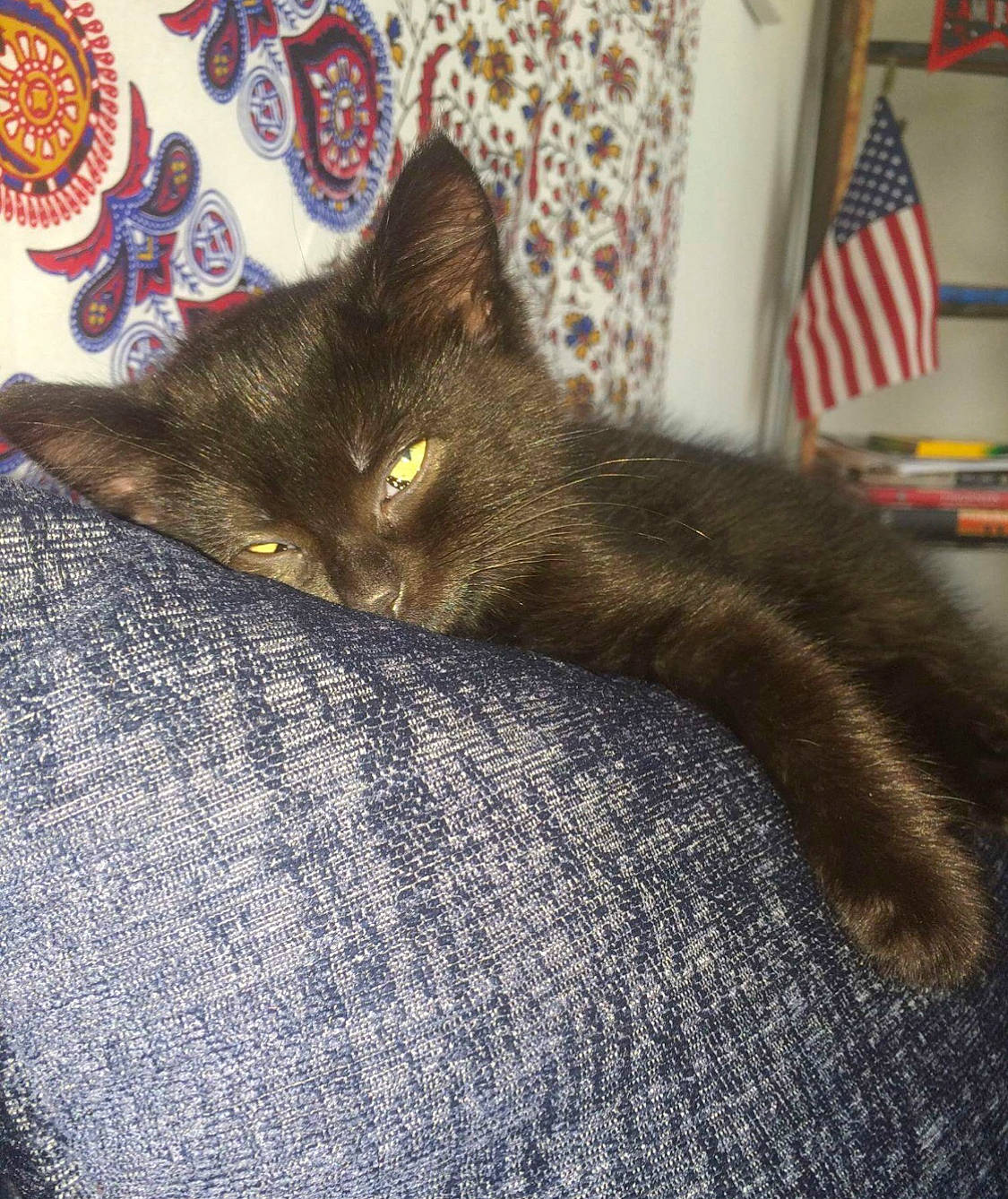 Gibson is registered to the contest to win money with this photo: asian, black_cat, carnivore, cat, chartreux, domestic_short_haired_cat, felidae, fur, kitten, korat, small_to_medium_sized_cats, tail, whiskers