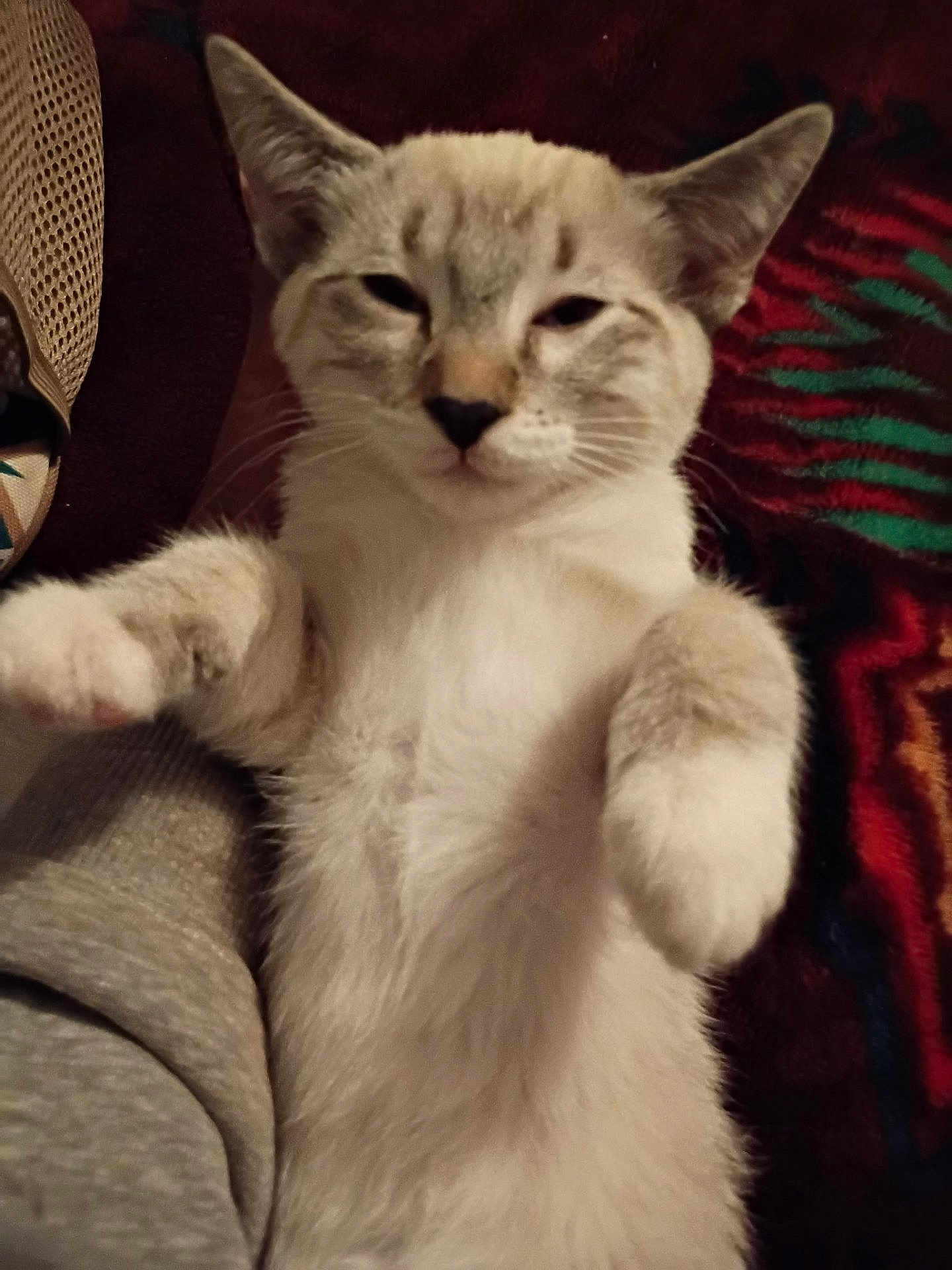 Toasty joined the competition — help win amazing prizes! cat, animal, pet, feline, sleepy, lying_down, paws, fur, close_up, indoor, cozy, blanket, pattern, resting, whiskers, ears, face, cute, domestic_animal, relaxed