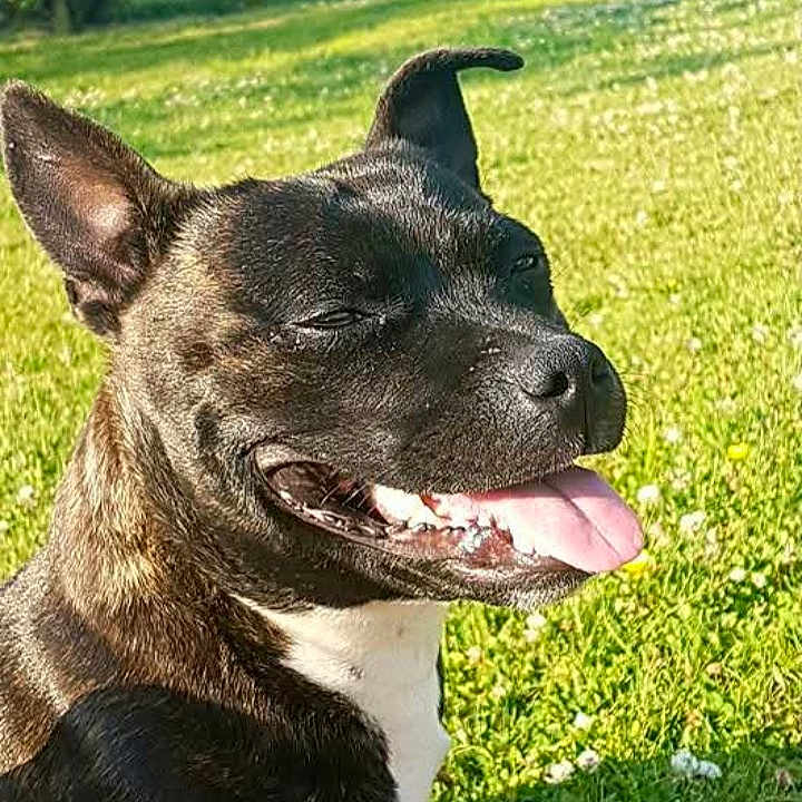Tina participe au concours pour gagner de l'argent avec cette photo : animal, backyard, ball, boxer, bulldog, canine, dog, frenchbulldog, grass, lawn, nature, outdoors, park, pet, plant, sport, tennis, tennisball, vegetation, yard