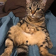 Riri a rejoint le concours — aidez-le/la à gagner de superbes lots ! cat, tabby, fluffy, sitting, indoor, blanket, blue_blanket, relaxed, curious_eyes, feline, pet, whiskers, striped_fur, tail, cozy, domestic_cat, cute, animal, comfort, resting