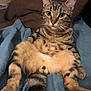 cat, tabby, fluffy, sitting, indoor, blanket, blue_blanket, relaxed, curious_eyes, feline, pet, whiskers, striped_fur, tail, cozy, domestic_cat, cute, animal, comfort, resting