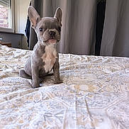 Auscar a rejoint le concours — aidez-le/la à gagner de superbes lots ! puppy, dog, french_bulldog, bed, bedspread, indoor, curtains, window, pet, small_dog, sitting, animal, cute, adorable, domestic_animal, fur, ears, portrait, young_dog, home