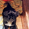 Shadow is registered to the contest to win money with this photo: puppy, dog, black_fur, white_patch, food_bowl, kibble, blanket, wooden_floor, pet, cute, indoor, small_dog, fur, animal, young, looking_up, curious, cozy, companion, domestic