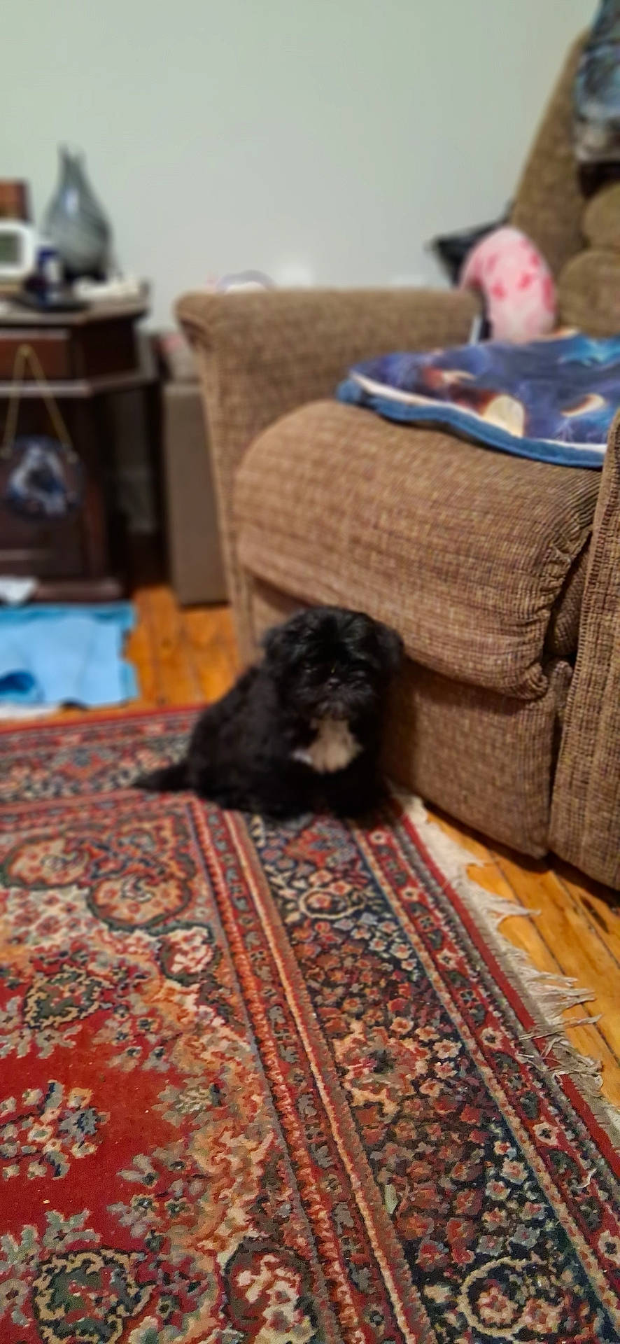 Shadow joined the competition — help win amazing prizes! animal, black_dog, blanket, brown_couch, carpet, couch, cozy, decor, dog, floor, furniture, home_interior, indoor, living_room, patterned_rug, pet, rug, side_table, small_dog, wooden_floor