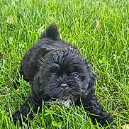 Shadow joined the competition — help win amazing prizes! adorable, animal, black_dog, canine, closeup, crouching, cute, daylight, fur, grass, greenery, mammal, nature, outdoor, pet, playful, puppy, scruffy, small_dog, young_dog