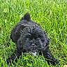 adorable, animal, black_dog, canine, closeup, crouching, cute, daylight, fur, grass, greenery, mammal, nature, outdoor, pet, playful, puppy, scruffy, small_dog, young_dog