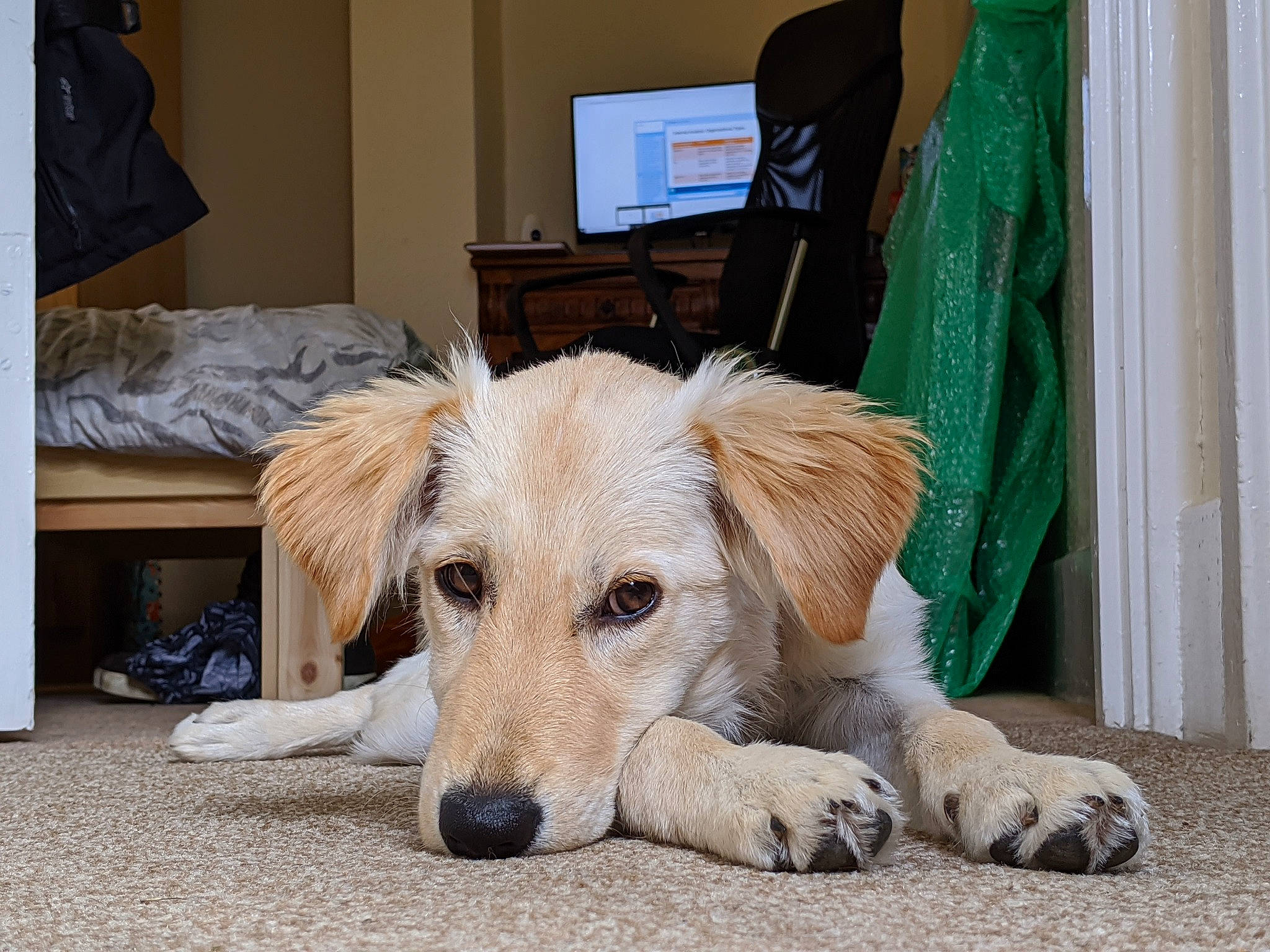 Heidi is registered to the contest to win money with this photo: canidae, carnivore, companion_dog, dog, dog_breed, fawn, floor, flooring, fur, golden_retriever, labrador_retriever, mammal, paw, puppy, rare_breed_dog, retriever, snout, sporting_group, vertebrate, whiskers