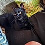 animal, black_cat, blurred, cat, closeup, colorful, cozy, cushion, domestic_animal, fur, furniture, human_knee, indoor, patterned, pet, pillow, relaxing, resting, sofa, whiskers