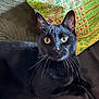 Khiera participe au concours pour gagner de l'argent avec cette photo : animal, black_cat, cat, closeup, colorful, couch, curious, cute, domestic_cat, eyes, feline, fur, indoor, pattern, pet, pillow, portrait, relaxed, resting, whiskers