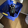 Nugget is registered to the contest to win money with this photo: cat, black_cat, pet, animal, feline, yellow_eyes, collar, tag, laundry_basket, blue_basket, indoors, laundry_room, wood_floor, flash_photography, sitting, looking_at_camera, portrait, cute, whiskers, ears