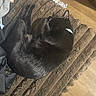 Nugget joined the competition — help win amazing prizes! cat, black_cat, pet, sleeping, curled_up, fur, animal, blanket, cozy, indoors, home, relaxed, resting, collar, whiskers, ears, tail, couch, wood_floor, nap