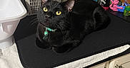 Nugget joined the competition — help win amazing prizes! black_cat, cat, feline, pet, animal, yellow_eyes, collar, tag, loafing, sitting, countertop, kitchen, utensils, cutlery, knives, dish_rack, cabinets, household, indoor, portrait