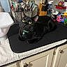 black_cat, cat, feline, pet, animal, yellow_eyes, collar, tag, loafing, sitting, countertop, kitchen, utensils, cutlery, knives, dish_rack, cabinets, household, indoor, portrait