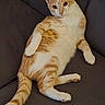 Balthazar a rejoint le concours — aidez-le/la à gagner de superbes lots ! cat, orange_cat, white_cat, tabby, pet, feline, animal, couch, indoors, portrait, reclining, sitting, belly, paws, tail, ears, whiskers, brown_eyes, relaxed, funny_pose