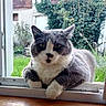 Mistigri a rejoint le concours — aidez-le/la à gagner de superbes lots ! cat, grey_cat, white_cat, window, windowsill, garden, grass, ivy, house, stone_house, outdoor, animal, pet, curious, feline, whiskers, ears, paws, looking, nature
