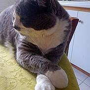 Mistigri participe au concours pour gagner de l'argent avec cette photo : cat, gray_cat, white_paws, tablecloth, yellow_tablecloth, crossed_paws, feline, indoor, kitchen, cabinet, chair, tile_floor, domestic_cat, pet, resting, side_profile, whiskers, fur, household, relaxed