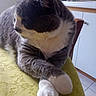 cat, gray_cat, white_paws, tablecloth, yellow_tablecloth, crossed_paws, feline, indoor, kitchen, cabinet, chair, tile_floor, domestic_cat, pet, resting, side_profile, whiskers, fur, household, relaxed