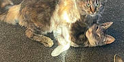 Noodles Temple is registered to the contest to win money with this photo: animal, carpet, cat, cats, closeup, companions, cute, domestic_animal, ears, feline, fur, indoor, interaction, pet, playing, resting, tail, three_animals, watching, whiskers