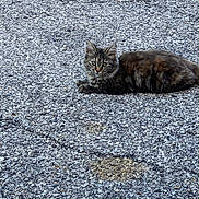 Noodles Temple joined the competition — help win amazing prizes! animal, asphalt, brown, cat, closeup, curious, eyes, feline, fur, gray, lying_down, nature, outdoor, pet, portrait, resting, street, tabby_cat, texture, whiskers