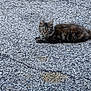 animal, asphalt, brown, cat, closeup, curious, eyes, feline, fur, gray, lying_down, nature, outdoor, pet, portrait, resting, street, tabby_cat, texture, whiskers