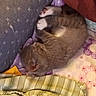 animal, blanket, cat, comfort, cozy, curled_up, cute, fur, home, indoor, kitten, pet, pillow, relaxed, resting, sleeping, small, soft, striped, young