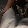 Chanel participe au concours pour gagner de l'argent avec cette photo : arm, asian, carnivore, cat, domestic_short_haired_cat, ear, eye, felidae, hand, human_body, human_leg, joint, kitten, leg, muscle, shoulder, skin, small_to_medium_sized_cats, thigh, whiskers