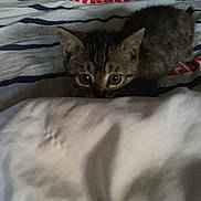 Chanel a rejoint le concours — aidez-le/la à gagner de superbes lots ! american_shorthair, asian, australian_mist, carnivore, cat, domestic_short_haired_cat, dragon_li, european_shorthair, fawn, felidae, german_rex, kitten, mammal, small_to_medium_sized_cats, tabby_cat, whiskers