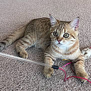 Biscuit is registered to the contest to win money with this photo: kitten, cat, toy, carpet, playful, animal, pet, whiskers, paws, fur, indoor, cute, curious, young, striped, ears, tail, closeup, resting, domestic