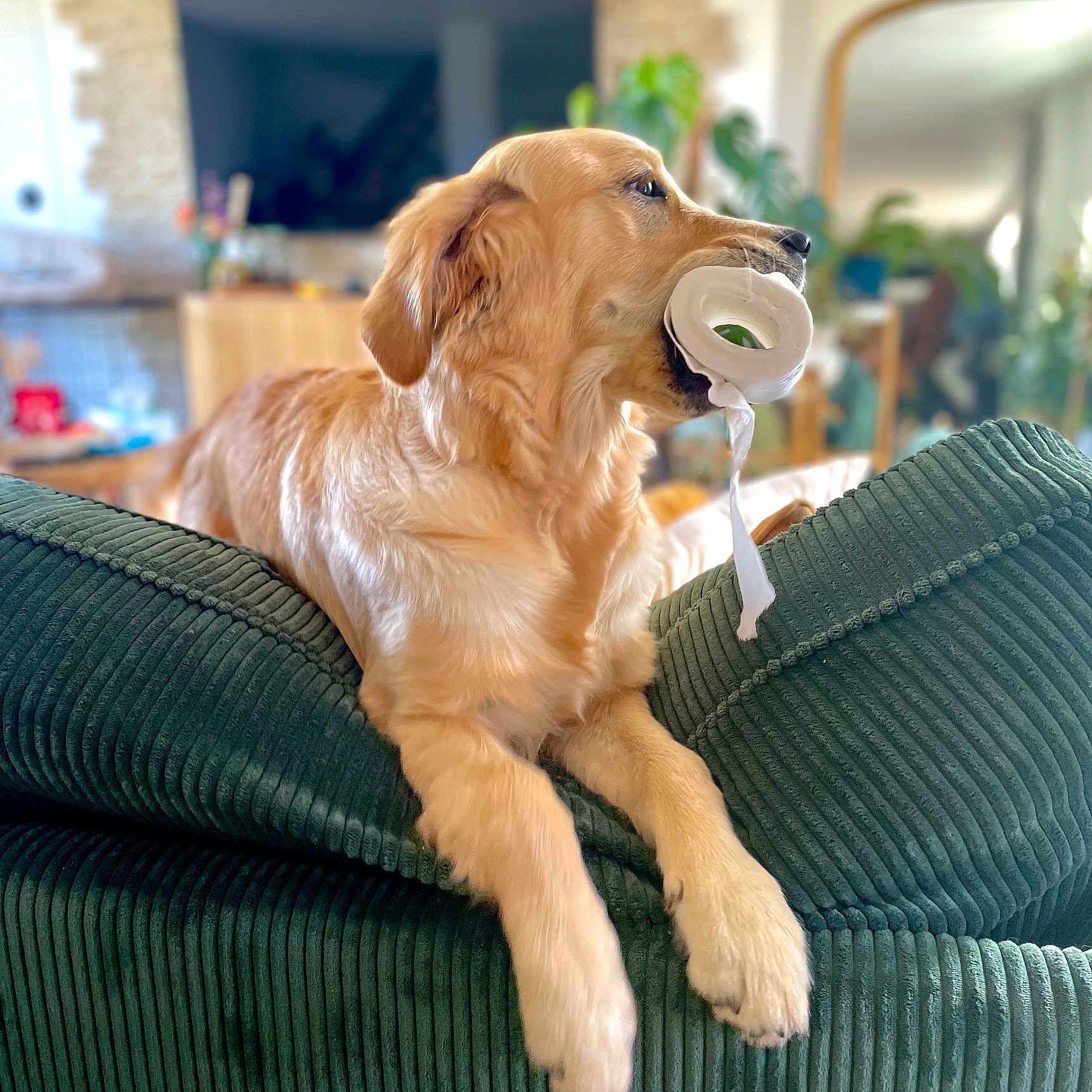 Vaina participe au concours pour gagner de l'argent avec cette photo : animal, blurred_background, couch, dog, domestic, fur, furniture, golden_retriever, green_couch, houseplant, indoor, living_room, mammal, mirror, paw, pet, playful, relaxing, television, toy