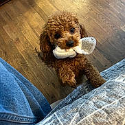 Ginger is registered to the contest to win money with this photo: dog, brown_dog, curly_fur, sock, indoor, wooden_floor, pet, cute, toy, playing, looking_up, animal, fur, canine, companion, domestic_animal, legs, clothing, jeans, cozy