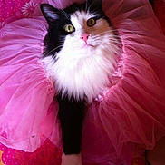 Oggy participe au concours pour gagner de l'argent avec cette photo :