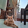 cat, indoor, floor, tiled_floor, fluffy, furniture, vase, dried_plants, seashells, buddha_statue, window, natural_light, chair, table, shelf, decor, relaxing, pet, calm, home