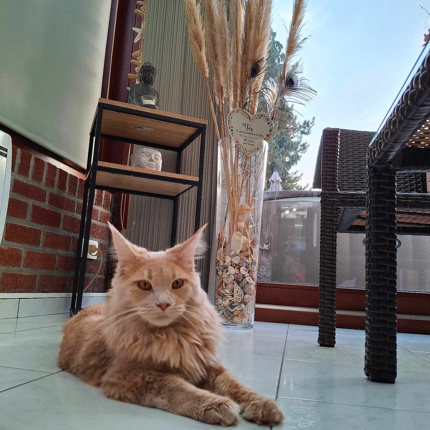 Alba participe au concours pour gagner de l'argent avec cette photo : buddha_statue, calm, cat, chair, decor, dried_plants, floor, fluffy, furniture, home, indoor, natural_light, pet, relaxing, seashells, shelf, table, tiled_floor, vase, window