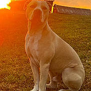 Heizer is registered to the contest to win money with this photo: animal, barn, canine, clouds, dog, field, grass, landscape, mammal, nature, outdoor, peaceful, pet, rural, scenic, sitting, sky, sunlight, sunset, warm_light