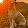 animal, barn, canine, clouds, dog, field, grass, landscape, mammal, nature, outdoor, peaceful, pet, rural, scenic, sitting, sky, sunlight, sunset, warm_light