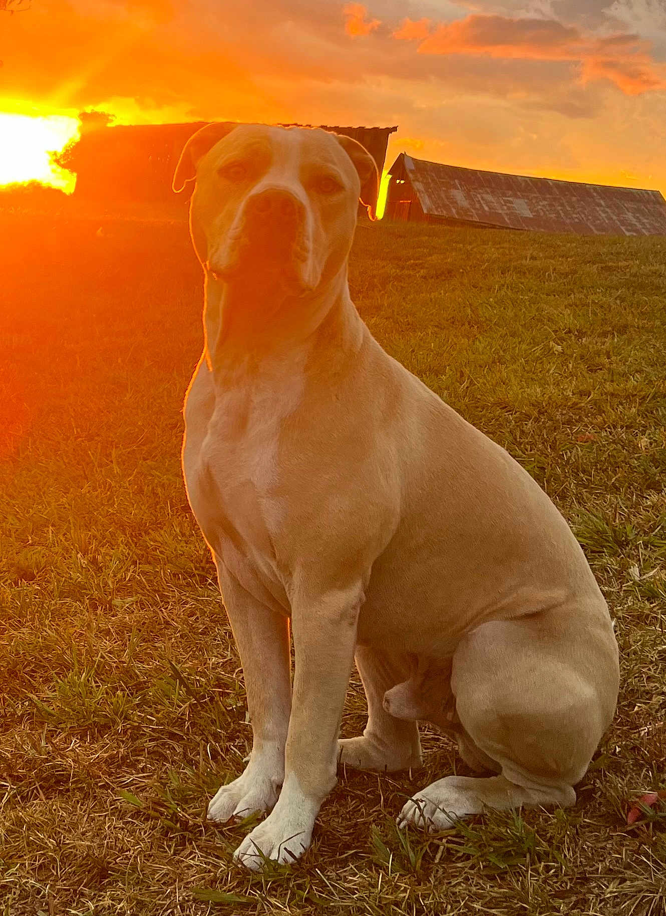 Heizer is registered to the contest to win money with this photo: animal, barn, canine, clouds, dog, field, grass, landscape, mammal, nature, outdoor, peaceful, pet, rural, scenic, sitting, sky, sunlight, sunset, warm_light